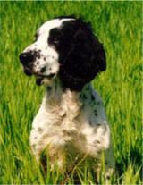 cocker spaniel