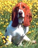 Basset hounds