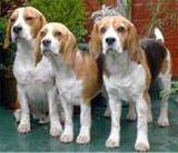 beagles