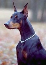 doberman pinscher