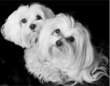 maltese dogs