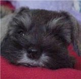 miniature schnauzer puppies